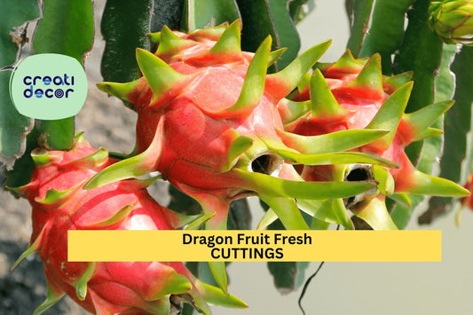 5 Park Dragon Fruit Cuttings | 8–10” Self-Pollinating Variety | Hylocereus Cactus Starter | Fresh Unrooted Tropical Vines