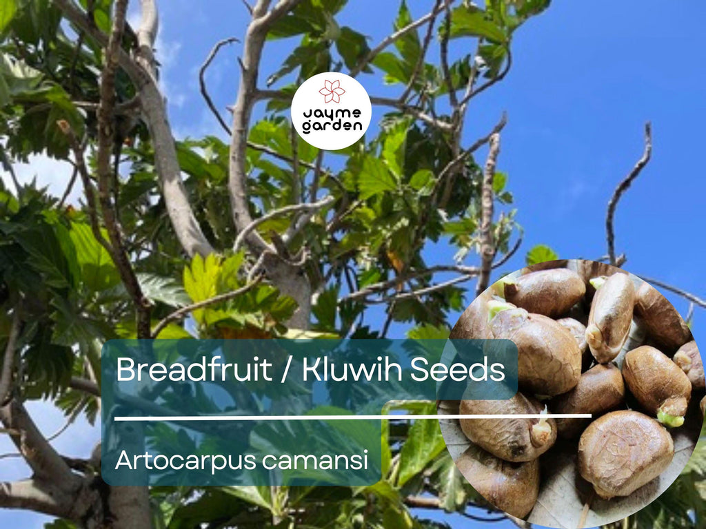 20 Breadfruit Seeds (Artocarpus camansi) - Kluwih Tropical Fruit Seeds for Planting - Grow Nutritious, Exotic Trees for Garden & Orchard