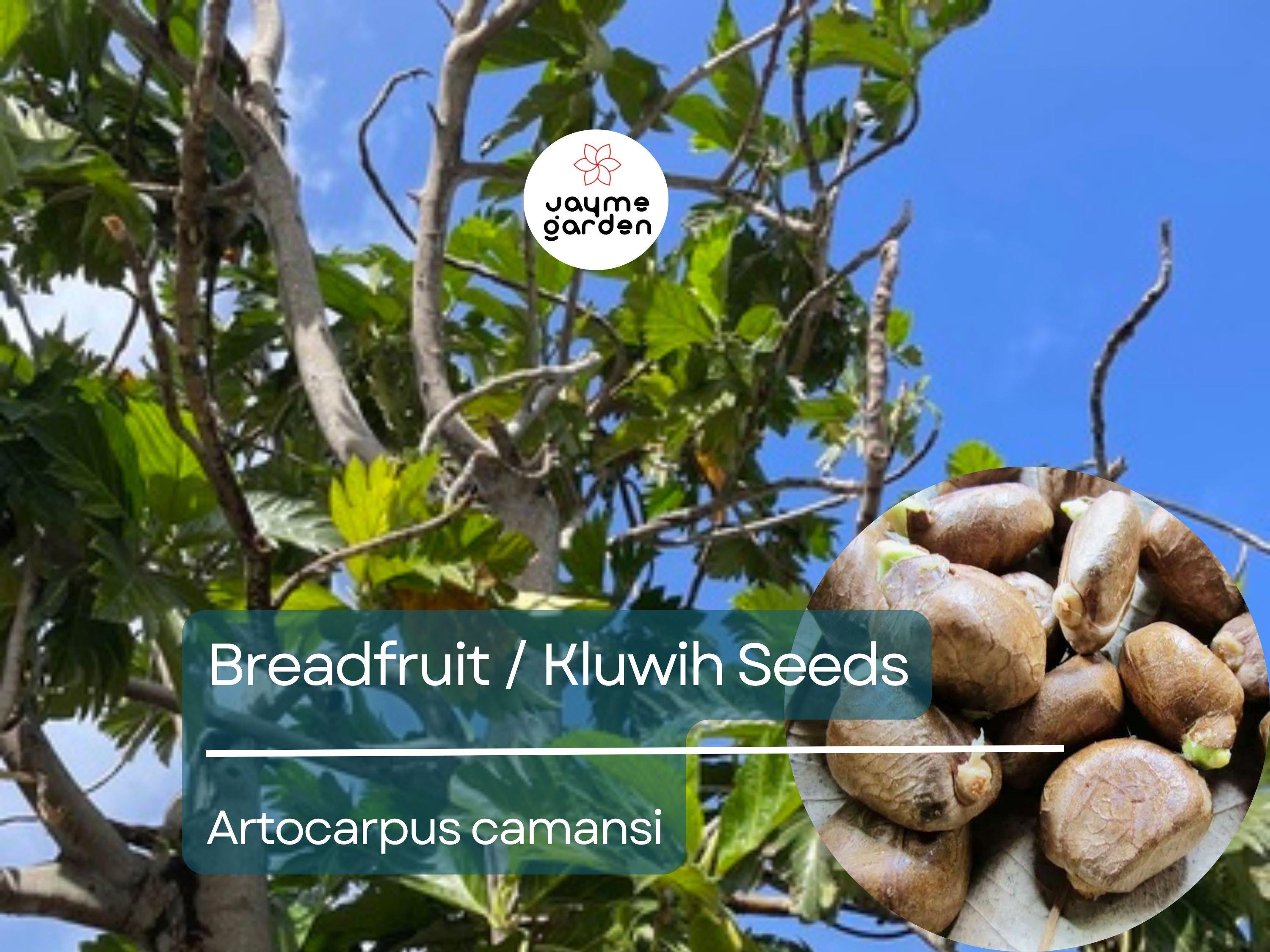 20 Breadfruit Seeds (Artocarpus camansi) - Kluwih Tropical Fruit Seeds for Planting - Grow Nutritious, Exotic Trees for Garden & Orchard