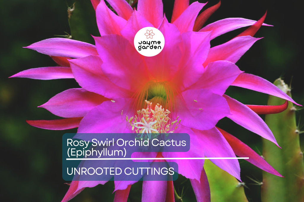 Two Rosy Swirl Orchid Cactus Cuttings (Epiphyllum) - Easy to Root