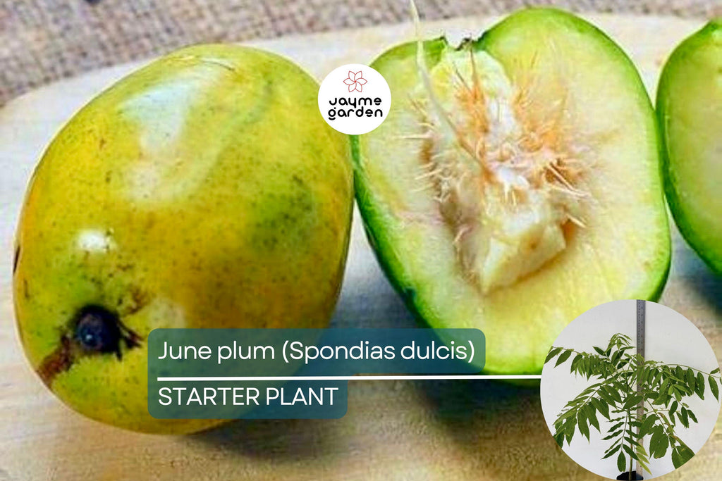 June Plum Tree 12″-24″ Live Starter Tropical Fruit Tree | Spondias dulcis | Grow Sweet & Tangy Exotic Fruits in Your Garden