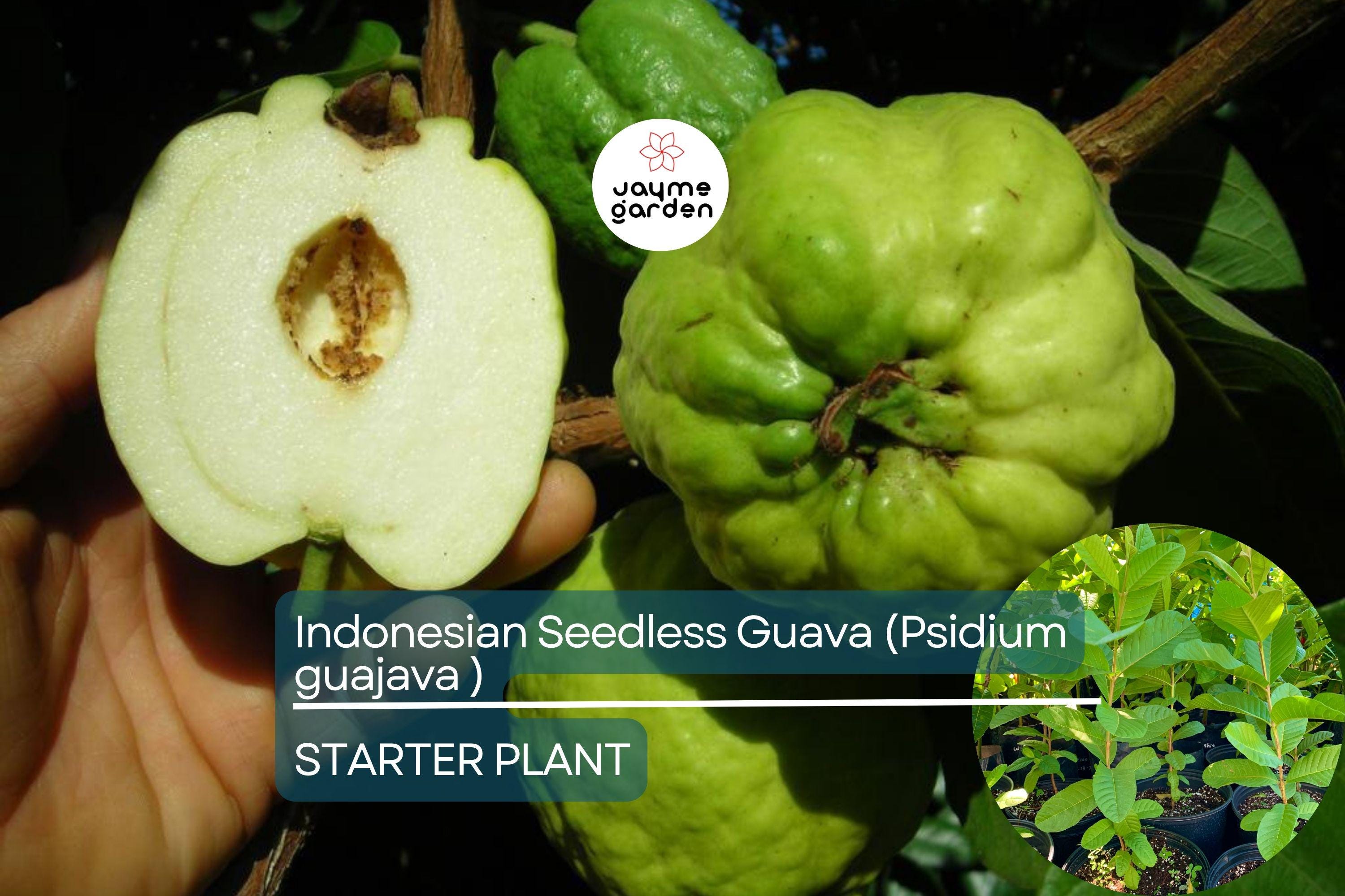 1 Indonesian Seedless Guava Tree (Psidium guajava) 1’-2’ Tall | Sweet & Juicy Seedless Guava Live Fruit Plant