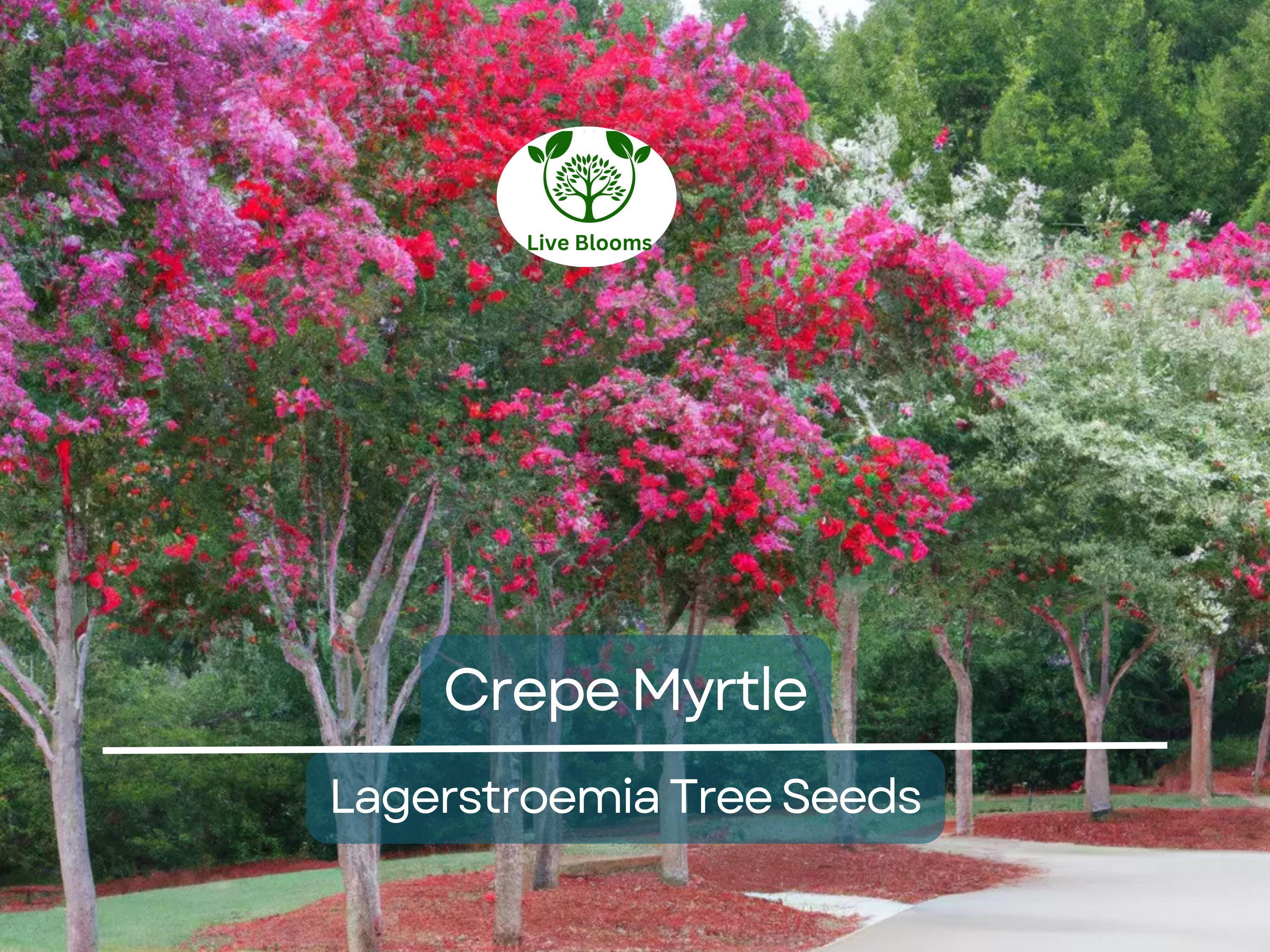 100 Crepe Myrtle Flower Tree Seeds - 6 Bright Colors (Lagerstroemia), Hardy Ornamental Tree, Beautiful Summer Blooms, Colorful Landscape