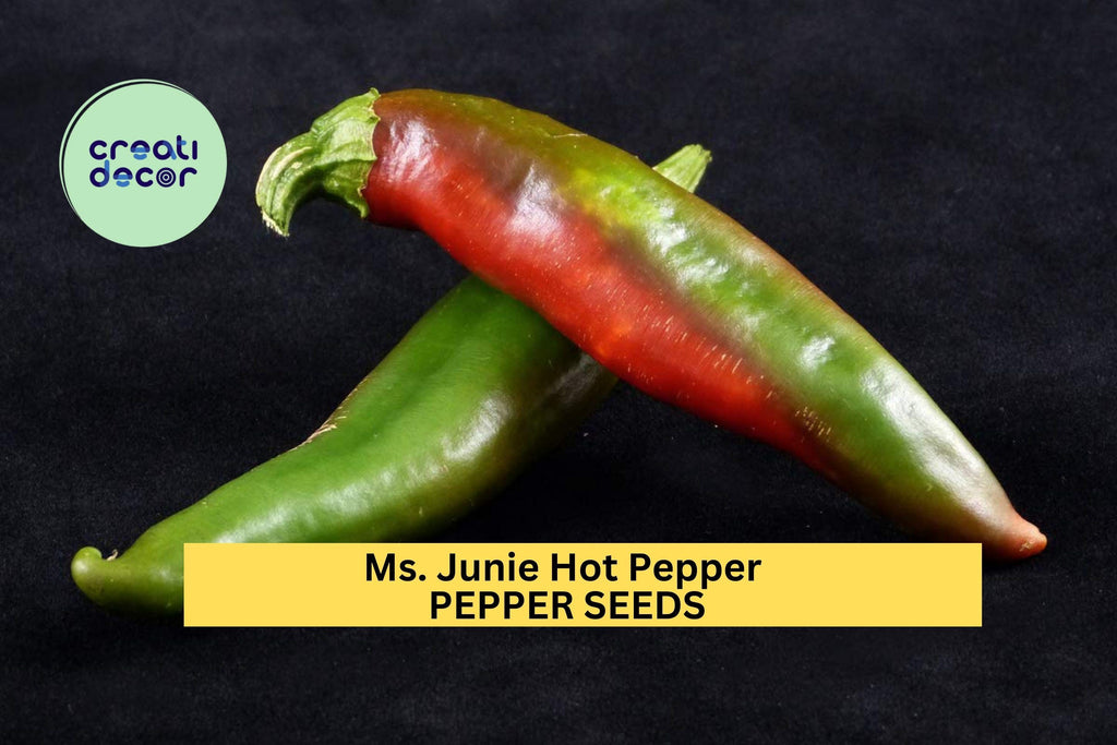 3pcs of 250mg Ms. Junie Hot Pepper Seeds – Bold Caribbean-Style Chili Seeds for Planting – Ideal for Sauces, Jerk Recipes & Grilling