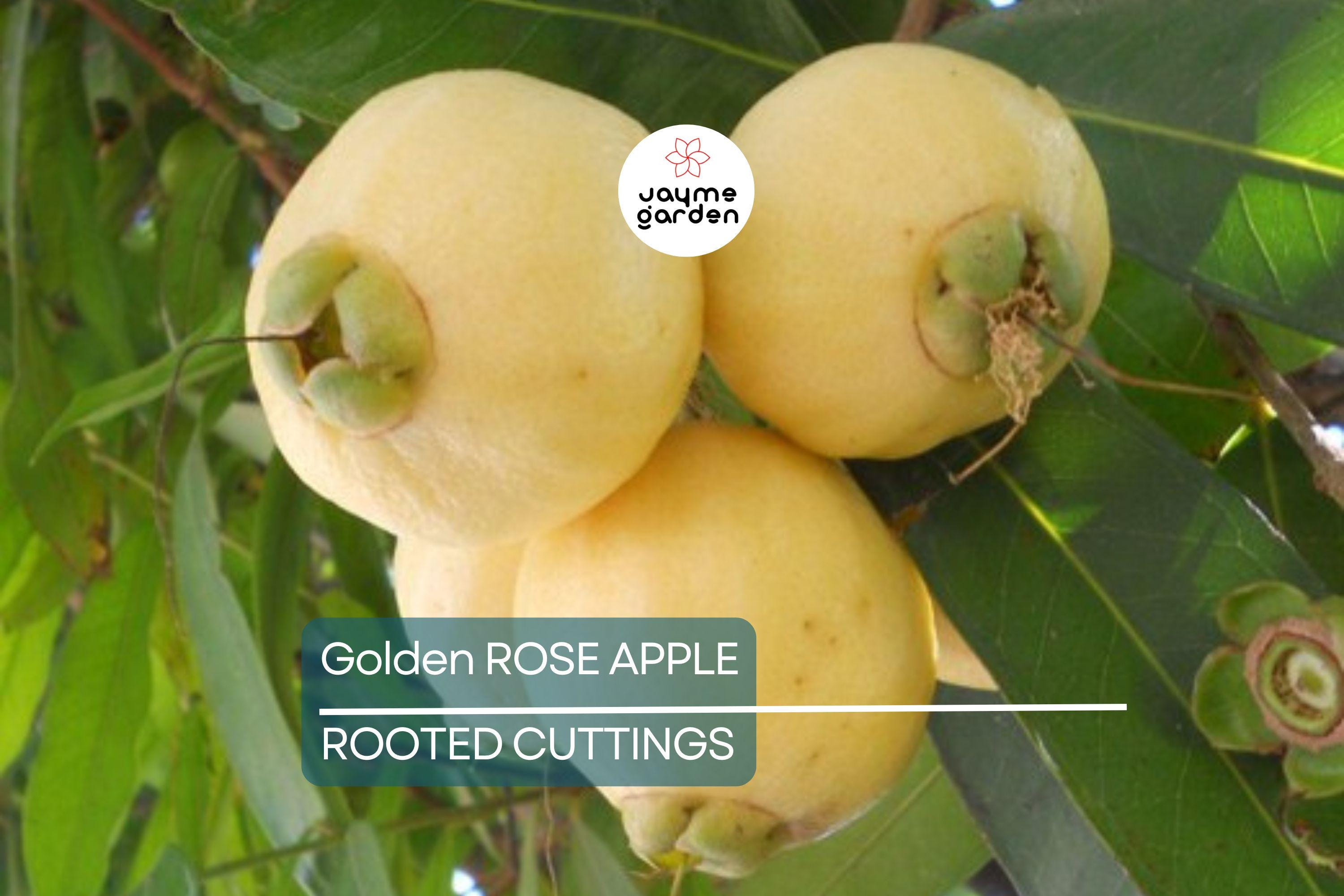 Golden Rose Apple Tree - Syzygium Jambos - Tropical Fruit Seedling, 4”+ Tall, Fast-Growing, Ready to Plant