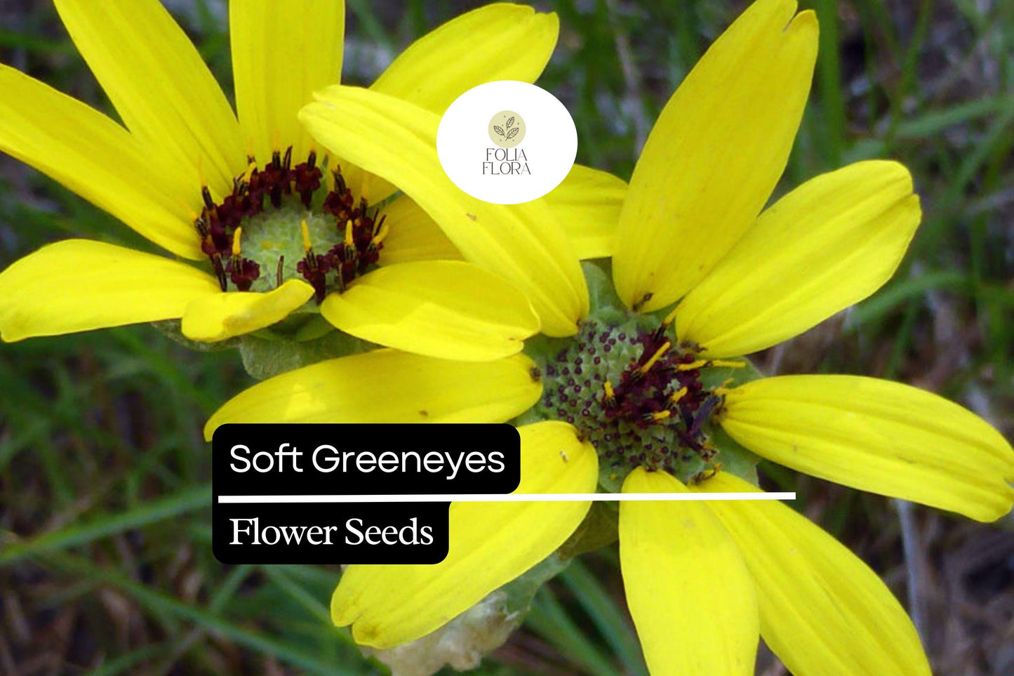 Soft Greeneyes Seeds (Berlandiera betonicifolia) | 15 Seeds | Chocolate Daisy with Fragrant Blooms | Pollinator-Friendly