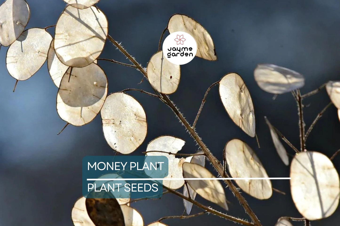 50+ Money Plant Seeds (Lunaria Biennis) - Biennial Garden Flower - Free Shipping
