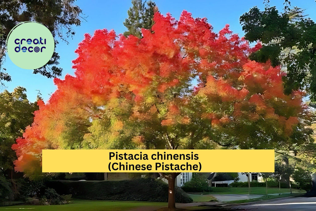 Chinese Pistache Live Tree 18” Tall – Pistacia chinensis Starter, Vibrant Autumn Foliage, Compact Bonsai or Shade Tree for Garden, Zone 6–9