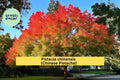Chinese Pistache Live Tree 18” Tall – Pistacia chinensis Starter, Vibrant Autumn Foliage, Compact Bonsai or Shade Tree for Garden, Zone 6–9