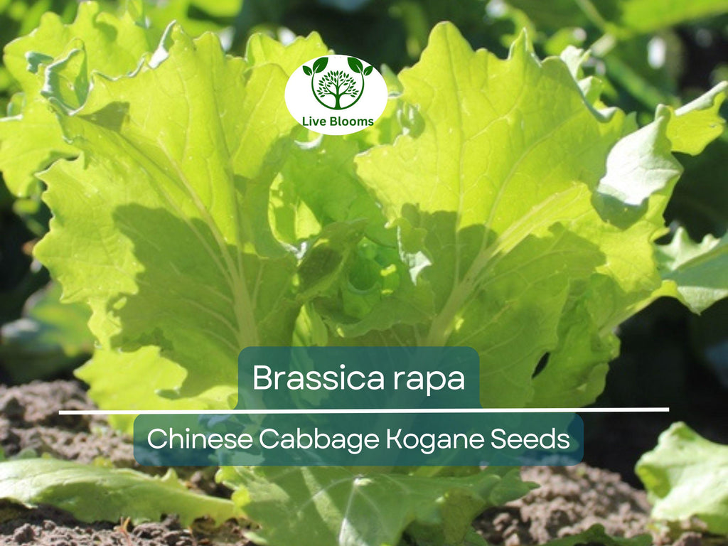 150 Seeds Chinese Cabbage Kogane - Brassica rapa | Heirloom Asian Cabbage for Planting, Gardening & Crisp Fresh Harvests