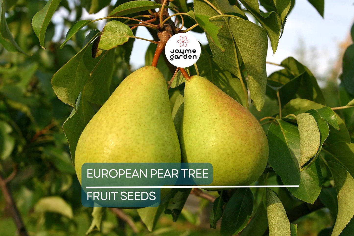10 European Pear Tree Seeds (Pyrus communis) – Hardy Fruit Tree, White Spring Blossoms, USDA Zones 5-8, Fast-Growing Ornamental