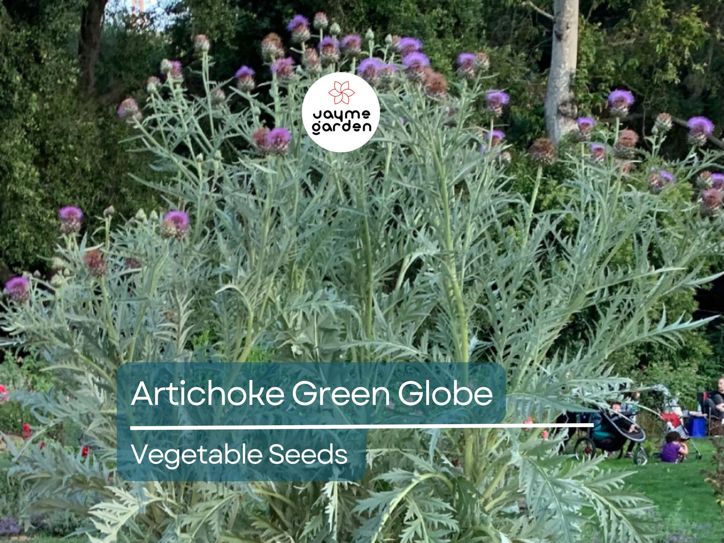 500mg Artichoke Seeds for Planting - Green Globe Variety - Heirloom Edible Perennial for Gardens, Containers, & Landscaping