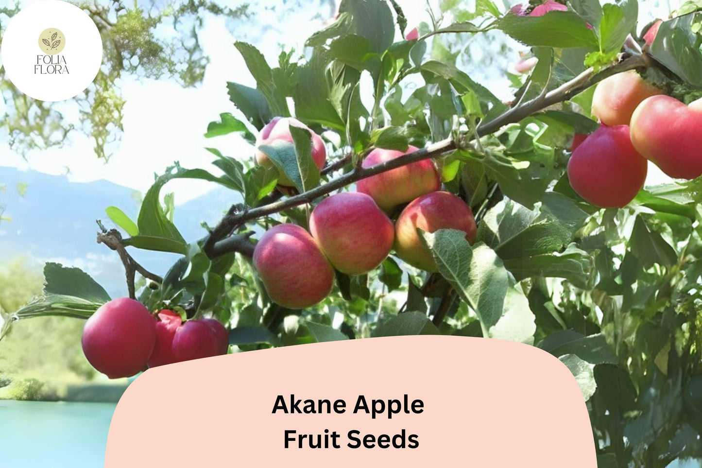 25+ Akane Apple Seeds | Crisp Red Heirloom Variety | Malus domestica | Sweet-Tart Flavor | Rare Garden Fruit Tree Seeds