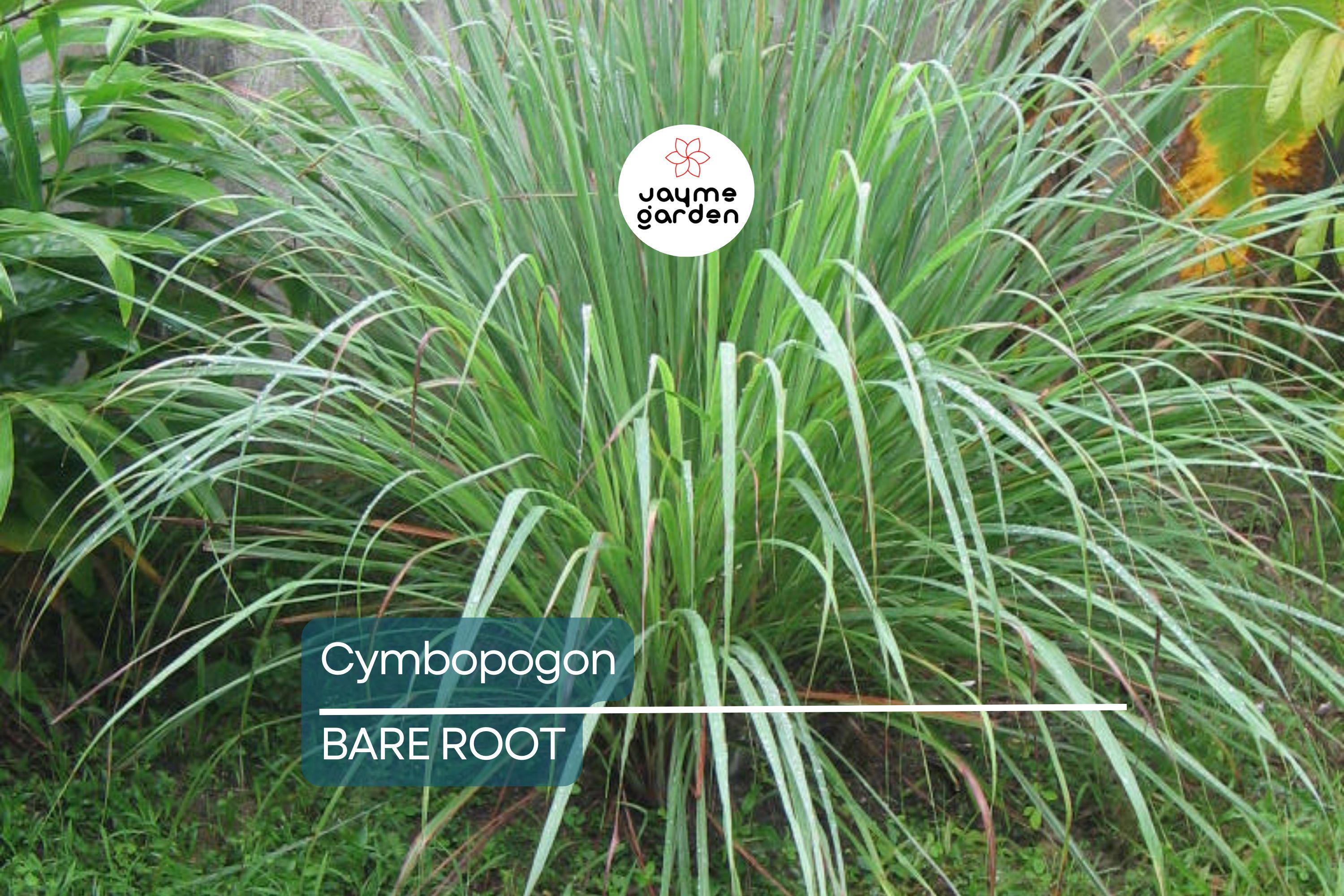 5 Lemongrass Plants - Bare Root Cymbopogon Herb - Easy to Grow, Ready to Plant