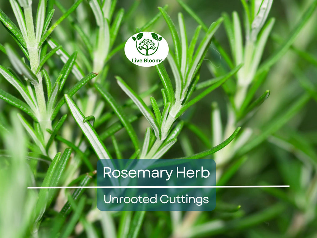15 Organic Rosemary Herb Plant Cuttings, Rosmarinus Officinalis, Unrooted 10" Each, Fresh Culinary Herb for Propagation, Easy to Grow