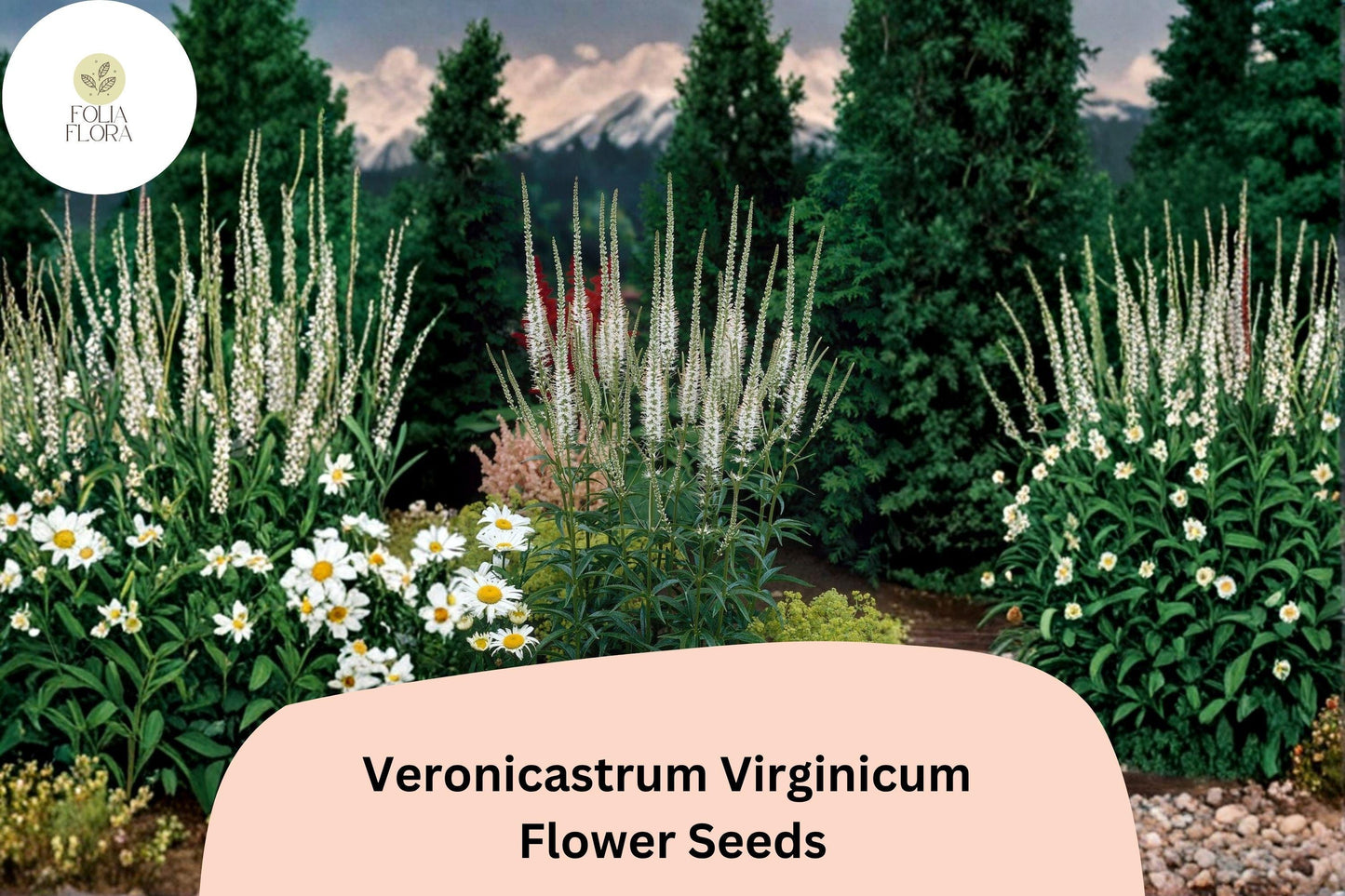 2500 Veronicastrum virginicum Seeds | Culver’s Root | Native White Wildflower for Pollinator & Prairie Gardens