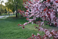 Purple Leaf Plum 1 Live Plant 2ft Tall (Prunus cerasifera 'Cistena') Ornamental Tree