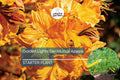 Golden Lights Deciduous Azalea | Hardy Yellow Rhododendron Starter Plant | Northern Lights Series
