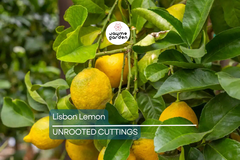 5 Lisbon Lemon Cuttings - Citrus limon | 8" Unrooted Fresh Cuttings for Rooting & Grafting