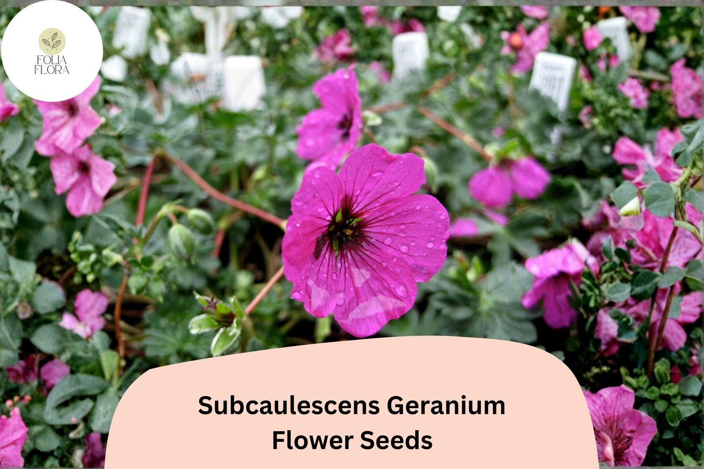 25+ Subcaulescens Geranium Seeds | Hardy Rock Garden Cranesbill | Purple Blooms for Borders & Ground Cover