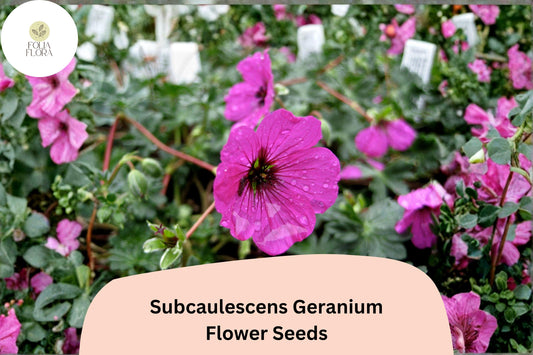 25+ Subcaulescens Geranium Seeds | Hardy Rock Garden Cranesbill | Purple Blooms for Borders & Ground Cover