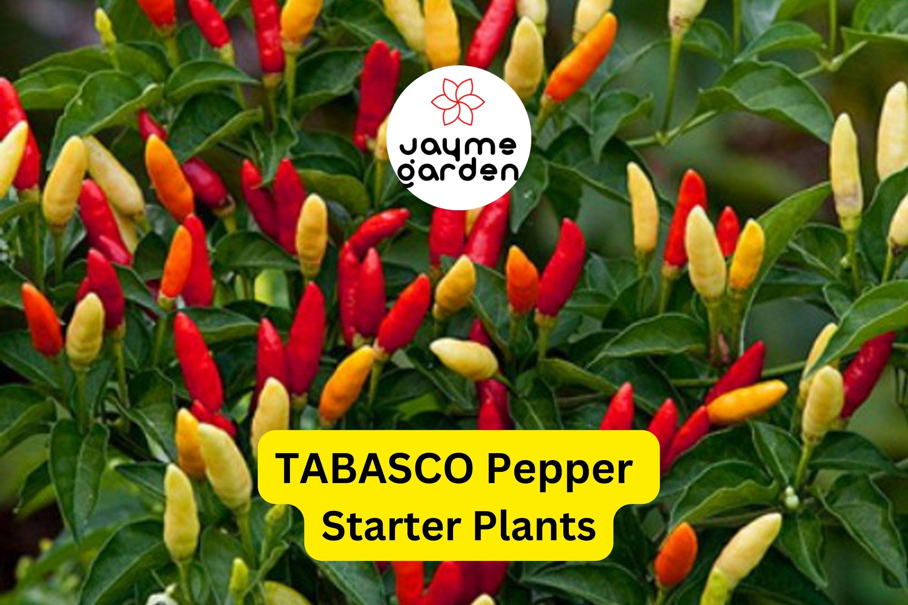 3 Tabasco Pepper Starter Plants - Spicy Tangy Chili - High Yield for Hot Sauce, Cooking, Gardens & Container Growing