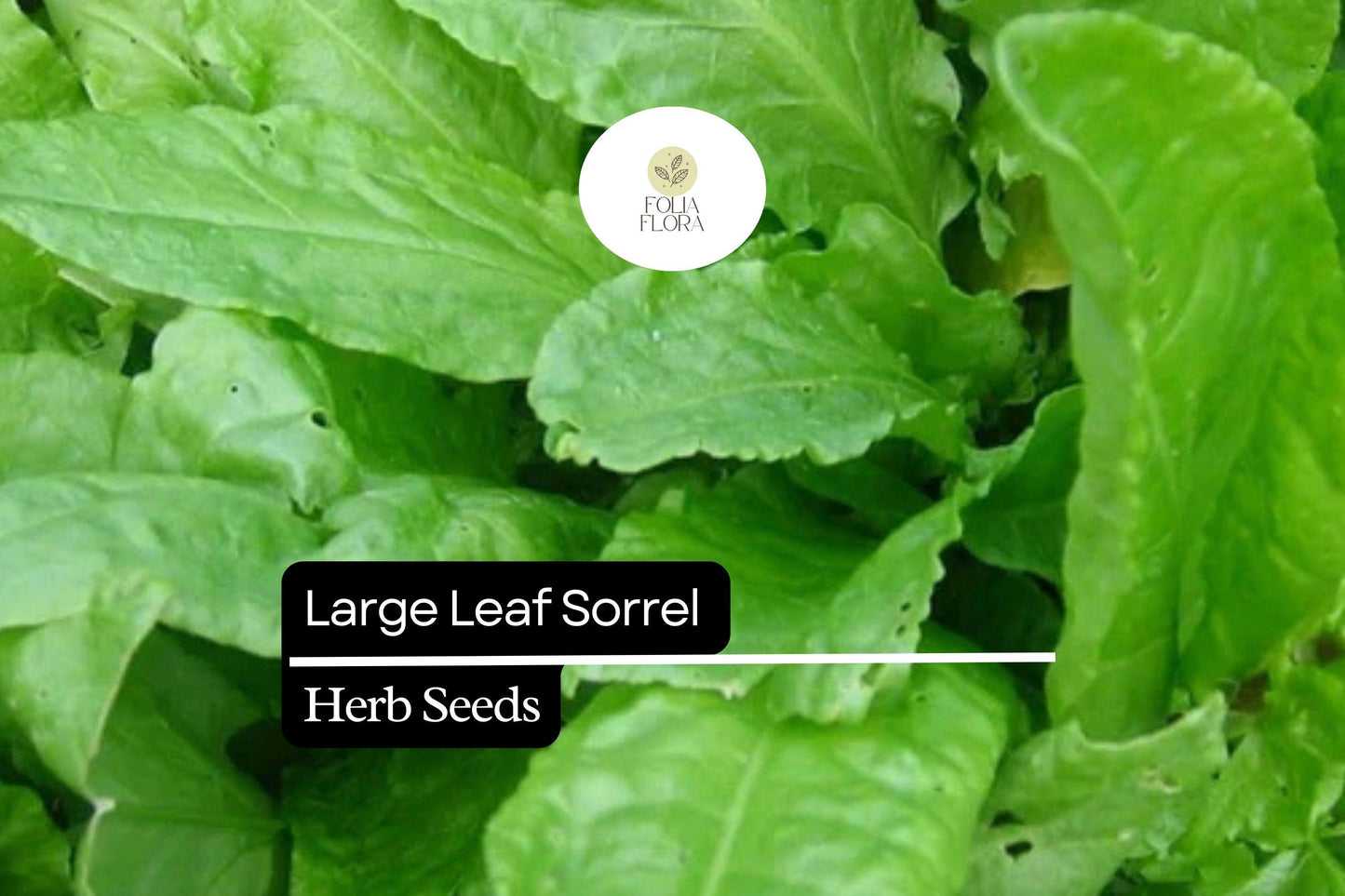 400 Seeds Large Leaf Sorrel (Rumex acetosa) – Healthy Perennial Herb for Fresh Greens