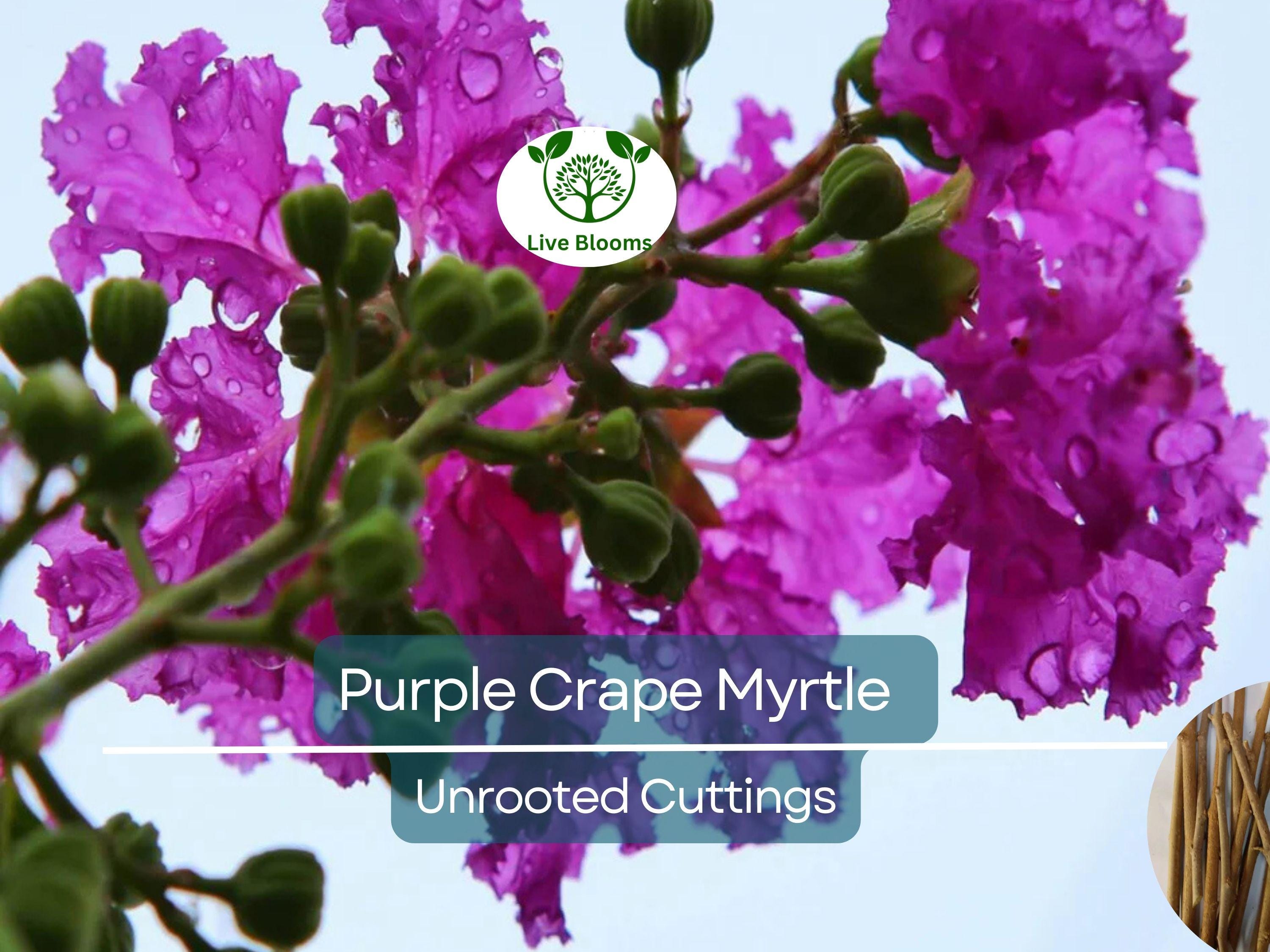 8 Purple Crape Myrtle Unrooted Cuttings 6-8"- Fresh & Ready to Root - Lagerstroemia, Light Purple Blooms, Easy to Grow, Perfect for Garden