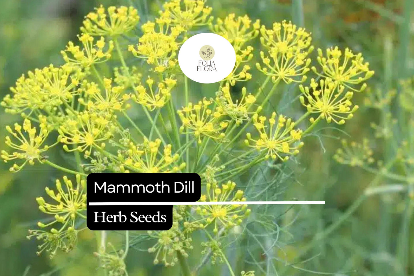 500 Seeds Mammoth Dill (Anethum graveolens) – Aromatic Herb for Culinary Use and Pollinator Gardens