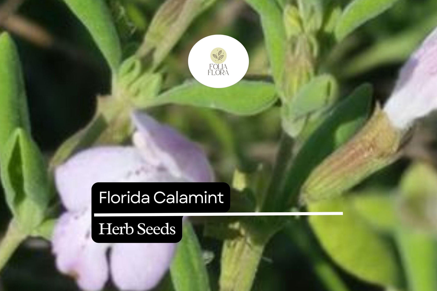 Florida Calamint Seeds (Clinopodium dentatum) | 25 Seeds | Fragrant Perennial Herb for Pollinators, Tea, and Drought-Tolerant Gardens