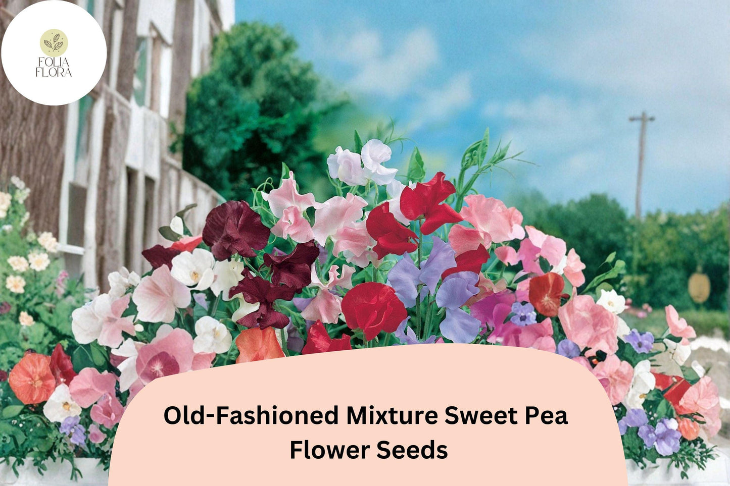 50+ Old-Fashioned Mixture Sweet Pea Seeds | Fragrant Mixed Colors Flowers for Garden Trellis