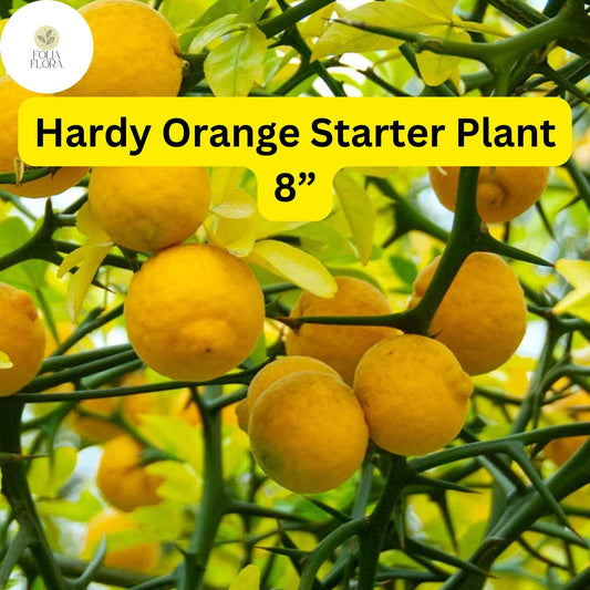 1 Live Plant Hardy Orange Tree (Poncirus trifoliata) Fully Rooted 8” - Ready to Plant