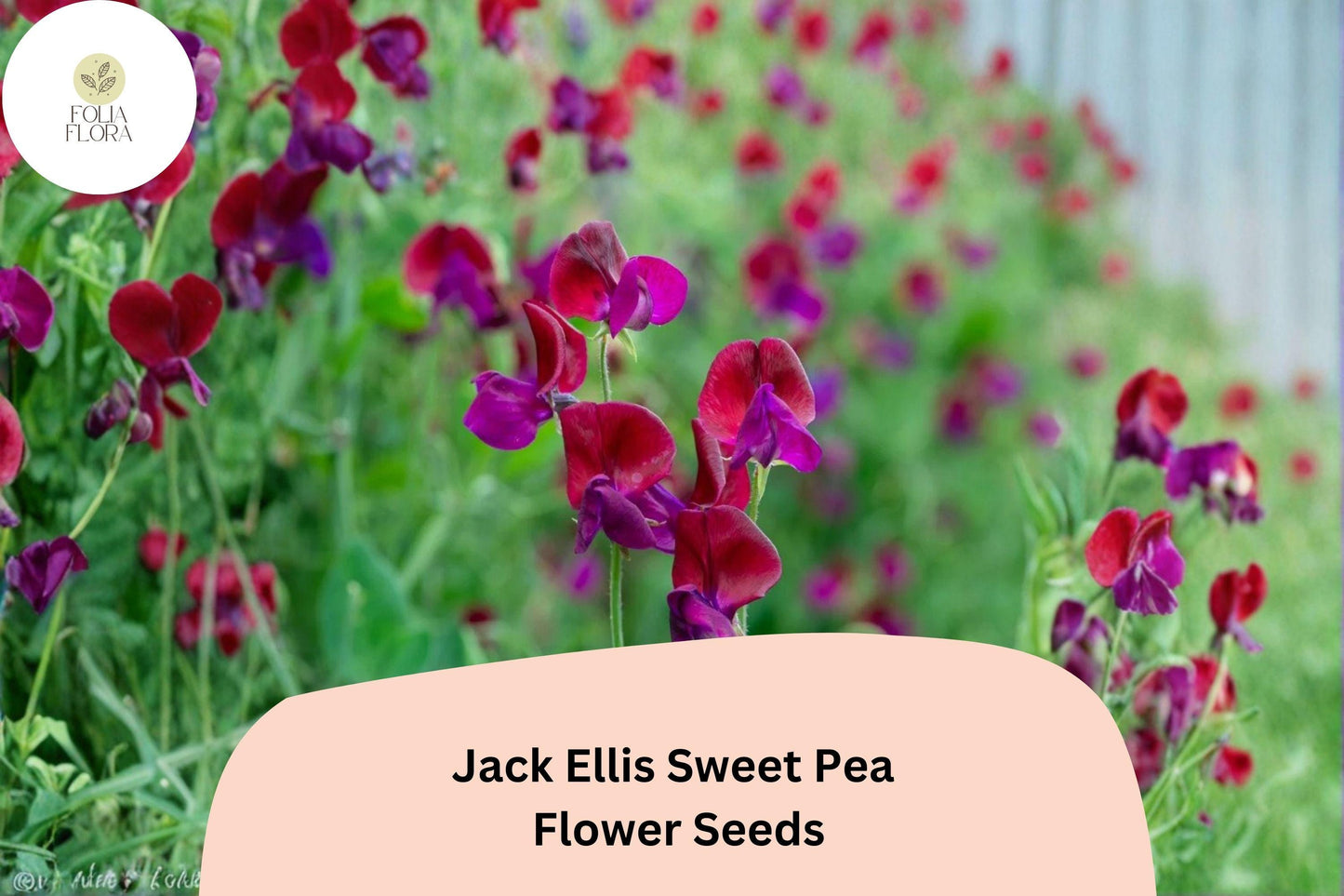50+ Jack Ellis Sweet Pea Seeds | Rich Maroon Climbing Flowers for Trellis & Garden