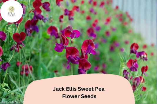 50+ Jack Ellis Sweet Pea Seeds | Rich Maroon Climbing Flowers for Trellis & Garden