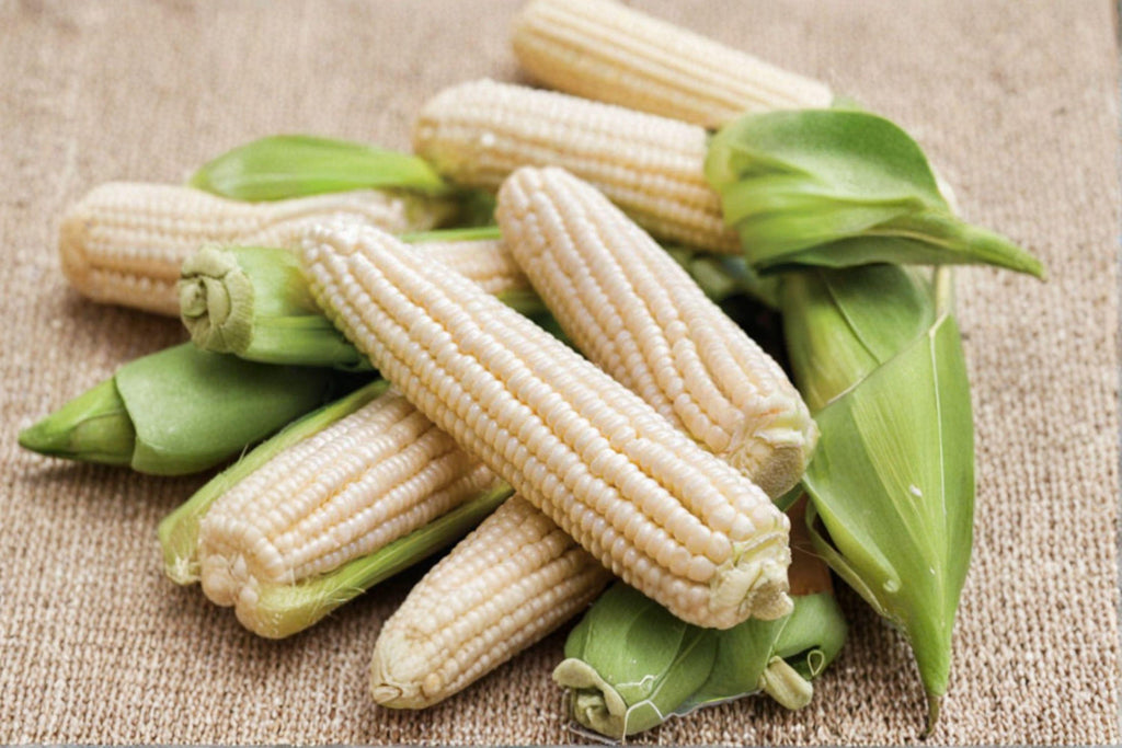 Sweet Corn – Silver Queen (Hybrid) 35 Seeds | Classic White Sweet Corn | Tender & Juicy Kernels | Garden Favorite