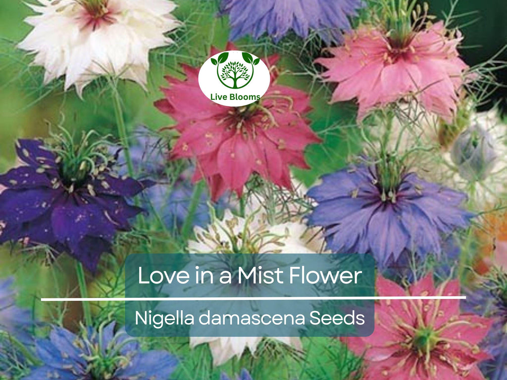 500 Love in a Mist Flower Seeds (Nigella damascena) | Persian Jewels Mix, Annual, Vibrant Colors, Easy to Grow, Garden Flowers