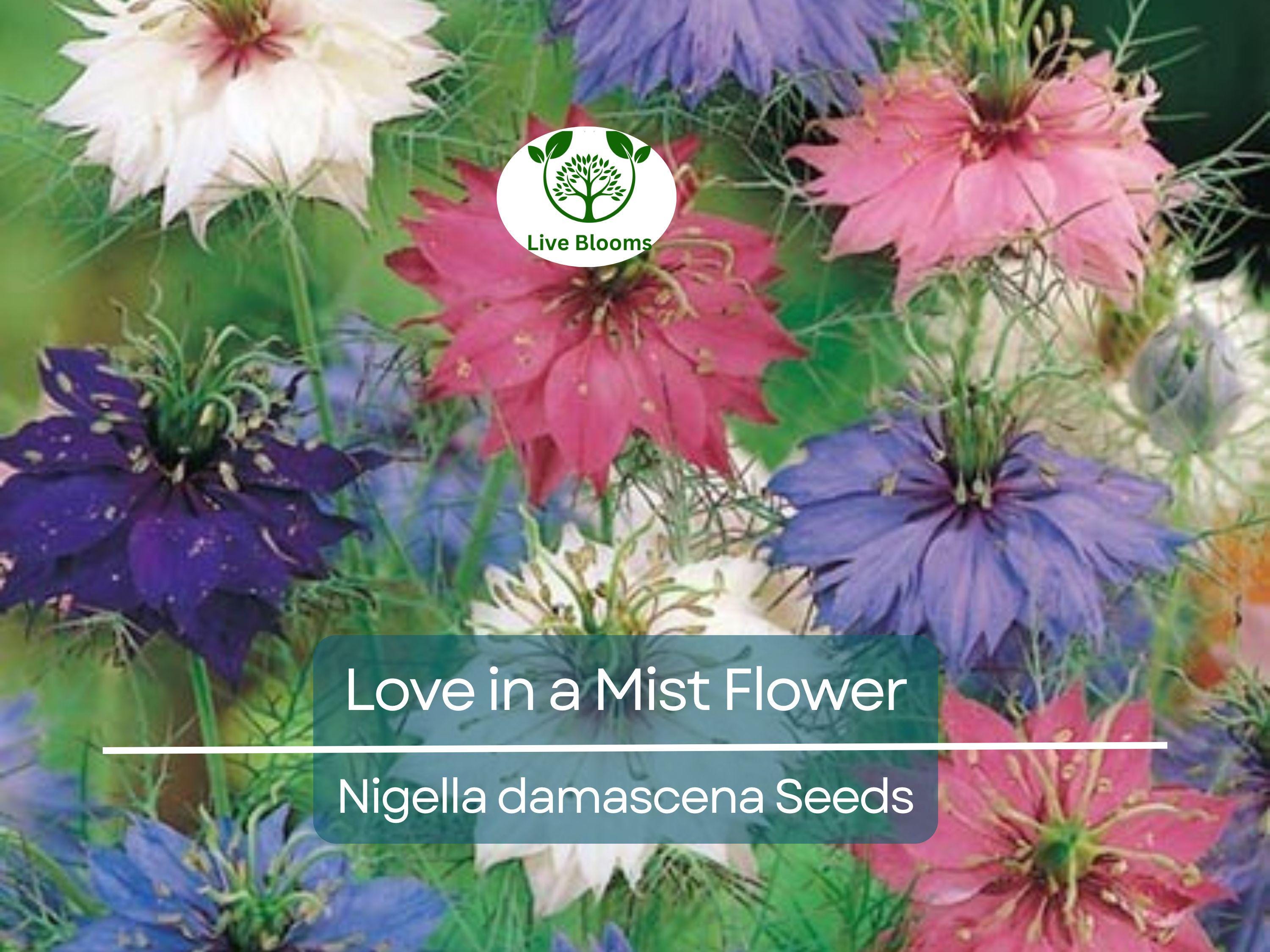 500 Love in a Mist Flower Seeds (Nigella damascena) | Persian Jewels Mix, Annual, Vibrant Colors, Easy to Grow, Garden Flowers