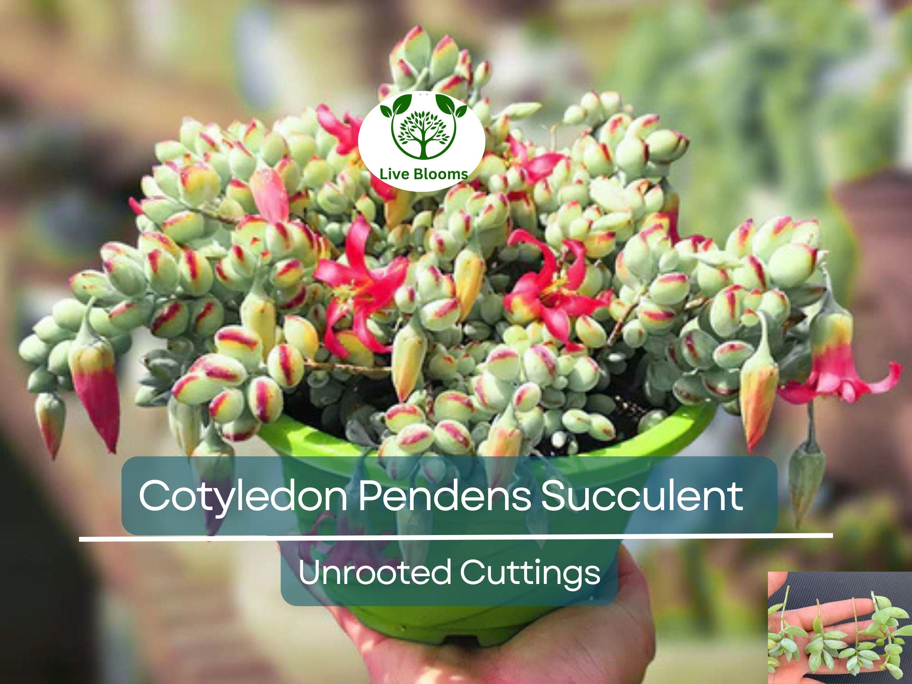 4 Unrooted Cotyledon Pendens Succulent Cuttings - 3-4 inch Long - Easy Grow, Propagation Plants