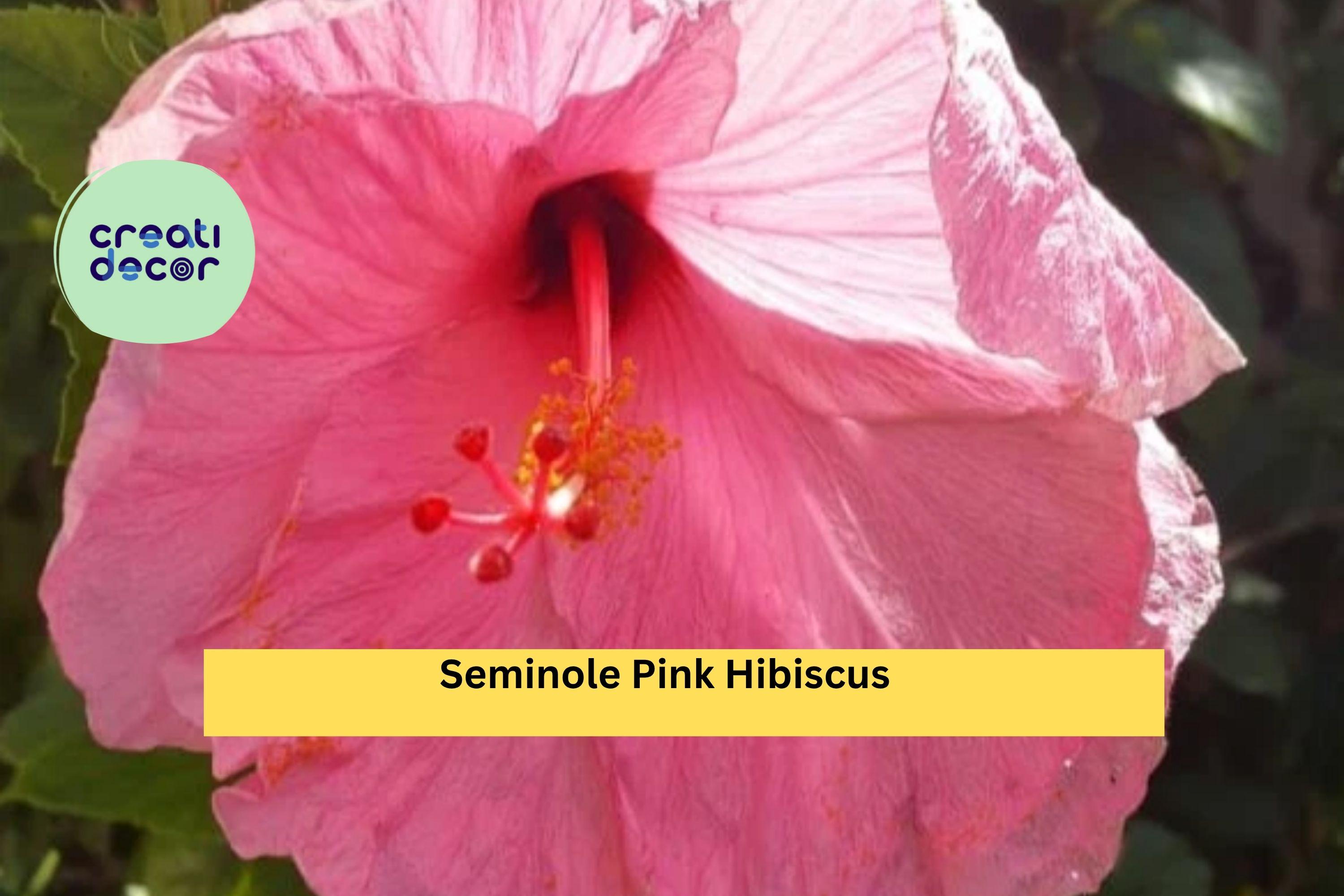Seminole Pink Hibiscus Live Plant – Hibiscus rosa-sinensis – 5” Tall Starter, Tropical Flowering Shrub for Garden or Patio