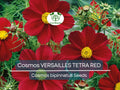 50 Cosmos VERSAILLES TETRA Red Seeds - Vibrant Flowers, Attracts Pollinators & Butterflies, Non-GMO, Easy to Grow - Cosmos bipinnatus