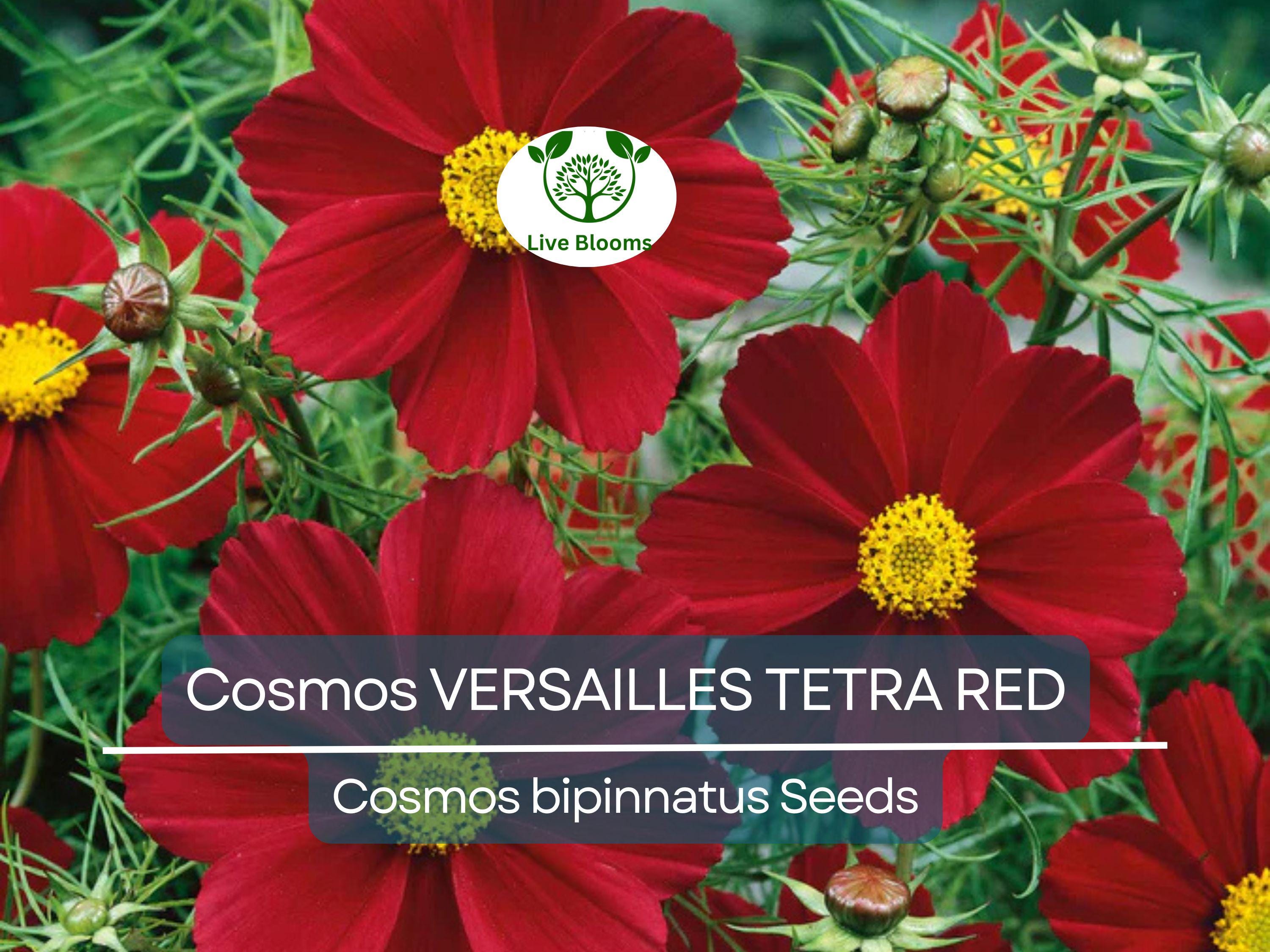 50 Cosmos VERSAILLES TETRA Red Seeds - Vibrant Flowers, Attracts Pollinators & Butterflies, Non-GMO, Easy to Grow - Cosmos bipinnatus