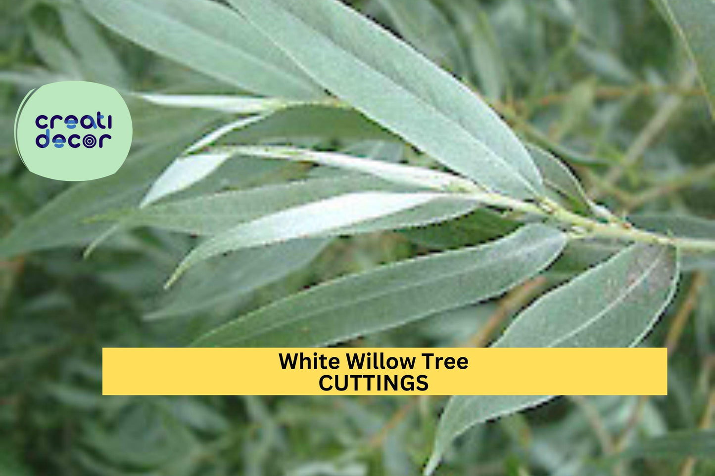White Willow Tree Cuttings | 5+ Salix Alba Unrooted Stems | Cold Hardy Ornamental Shade Tree | Fast-Growing Starter