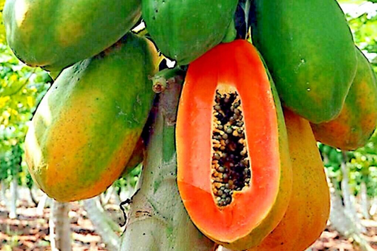 30 PCS Papaya Seeds E19, Dwarf Hovey Carica L., Rare Fruit Tree Seeds for Bonsai, Outdoor Gardening, Subtropical Climate