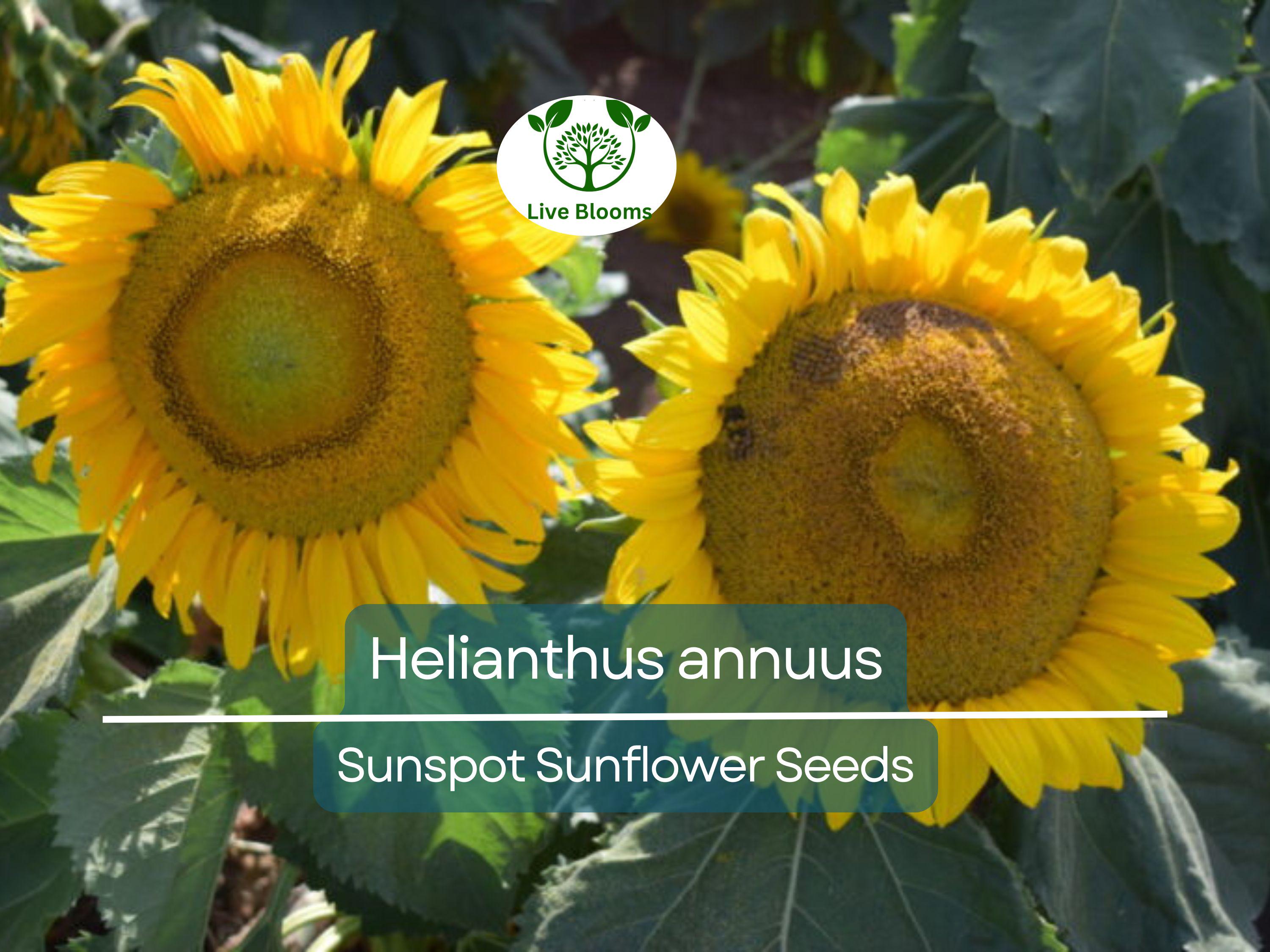 1 Gram Seeds Sunspot Sunflower for Planting | Dwarf Sunflower Variety with Bright Yellow Blooms for Gardens, Pots & Pollinator Habitats