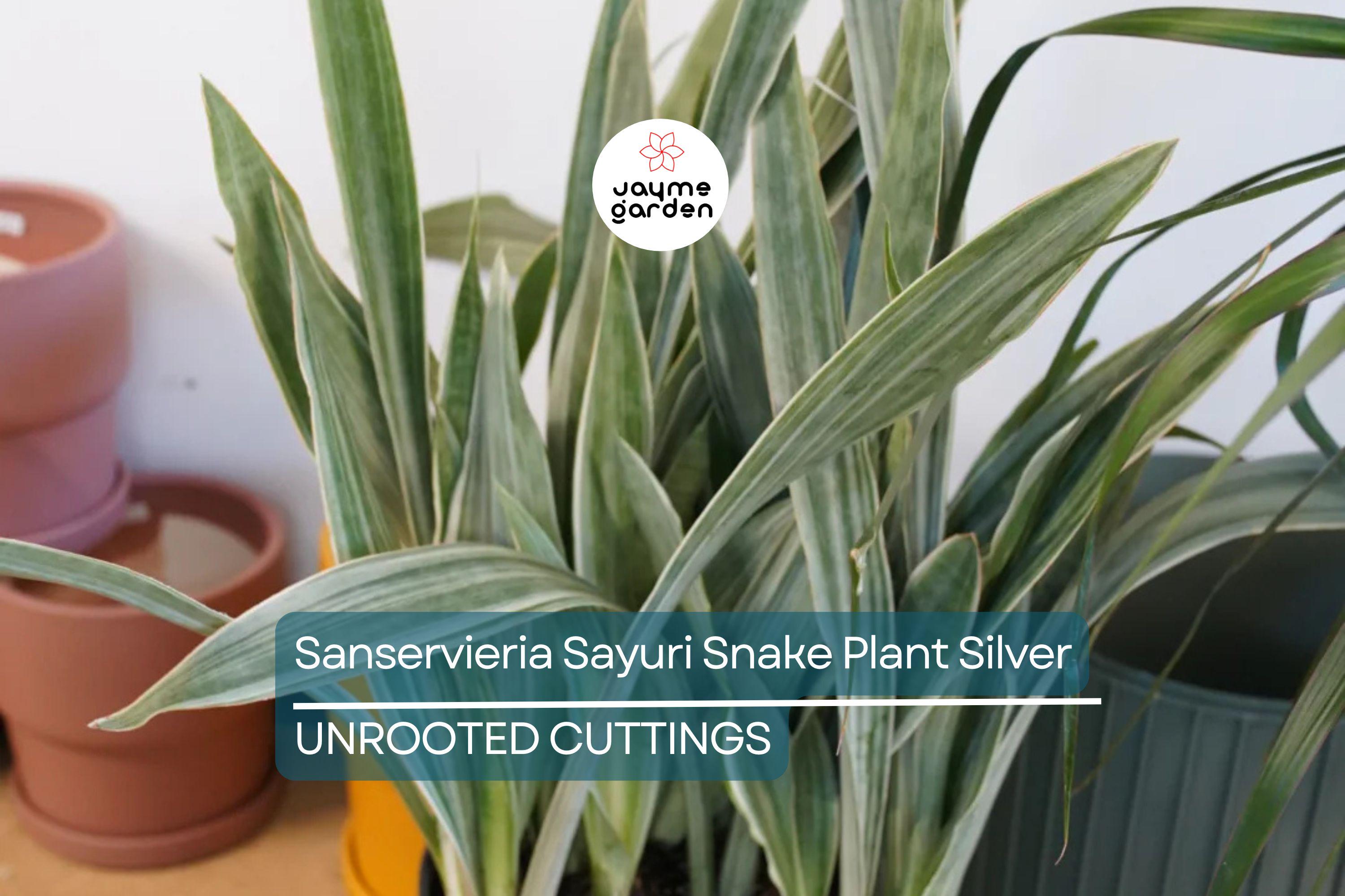 Sansevieria Sayuri Snake Plant Cutting (10-12") | Silver-Green Live Air-Purifying Plant