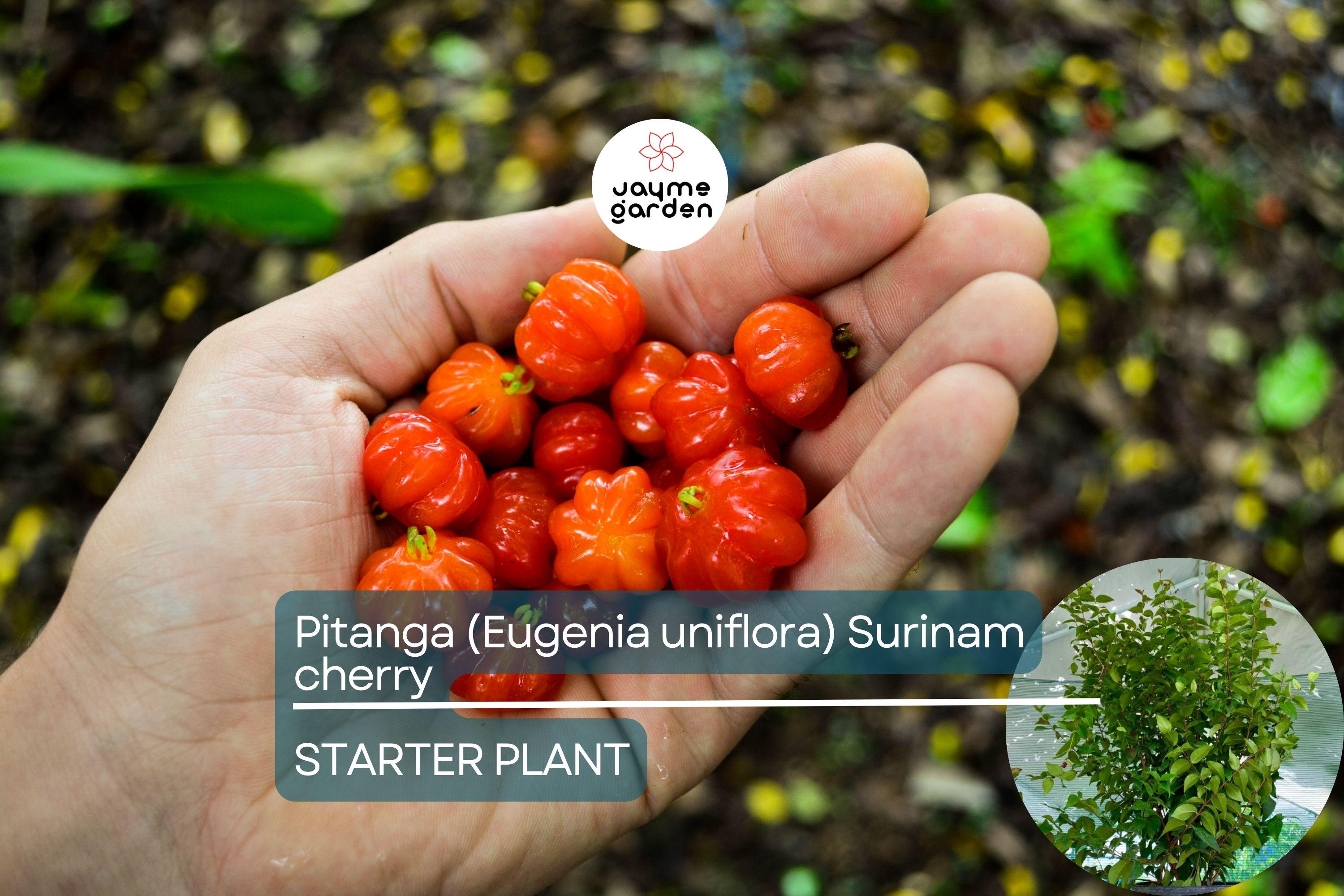 Pitanga (Eugenia Uniflora) Surinam Cherry Tree 2’-3’ – Tropical Fruit Tree with Tangy Delights