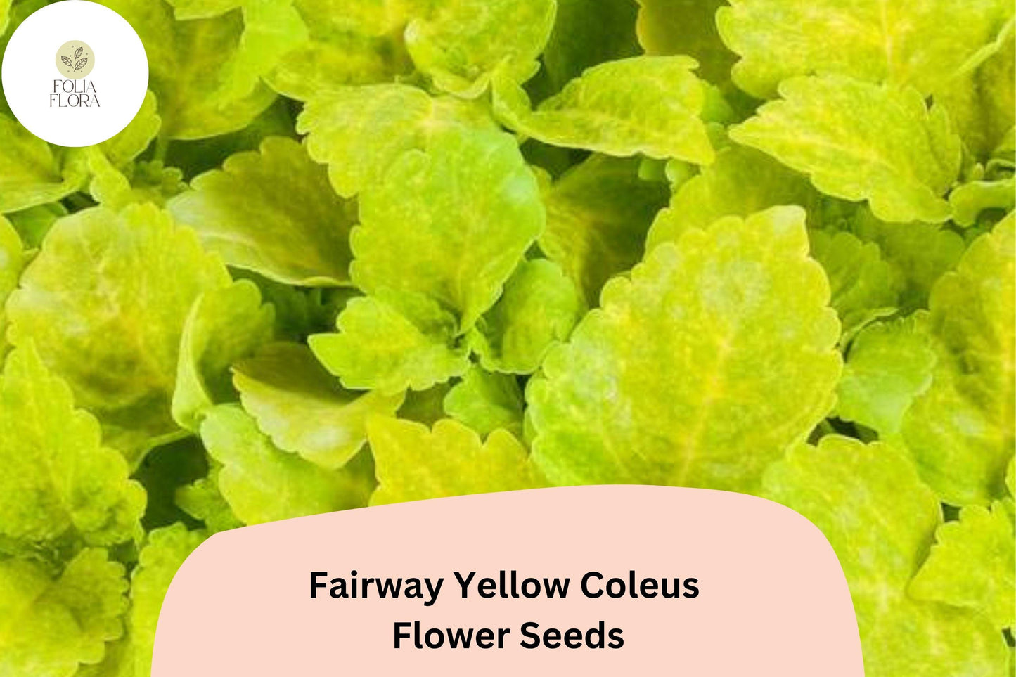 25+ Fairway Yellow Coleus Seeds for Planting | Compact Shade Plant | Bright Yellow Foliage Annual | Garden Bedding Seeds