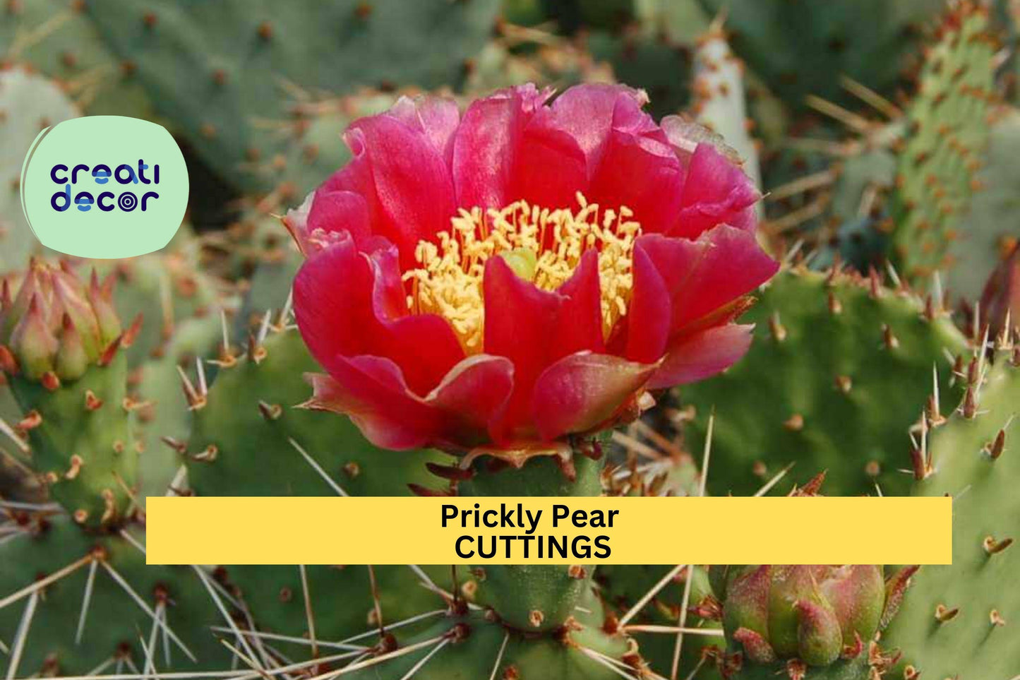 Opuntia 'Fruit Punch' Prickly Pear | 1 Cactus Pad Cutting | Live Hybrid Segment | Edible Fruit Cactus | Easy Grow Desert Plant
