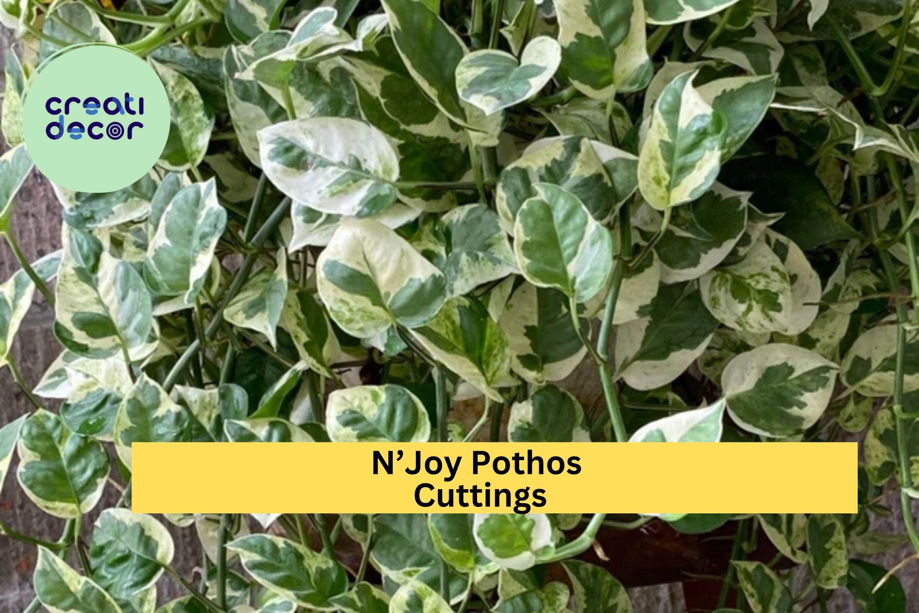 N’Joy Pothos 3 Fresh Cuttings – Epipremnum aureum Variegated Houseplant, Easy to Root Indoor Vine, No Roots, Rare Trailing Plant