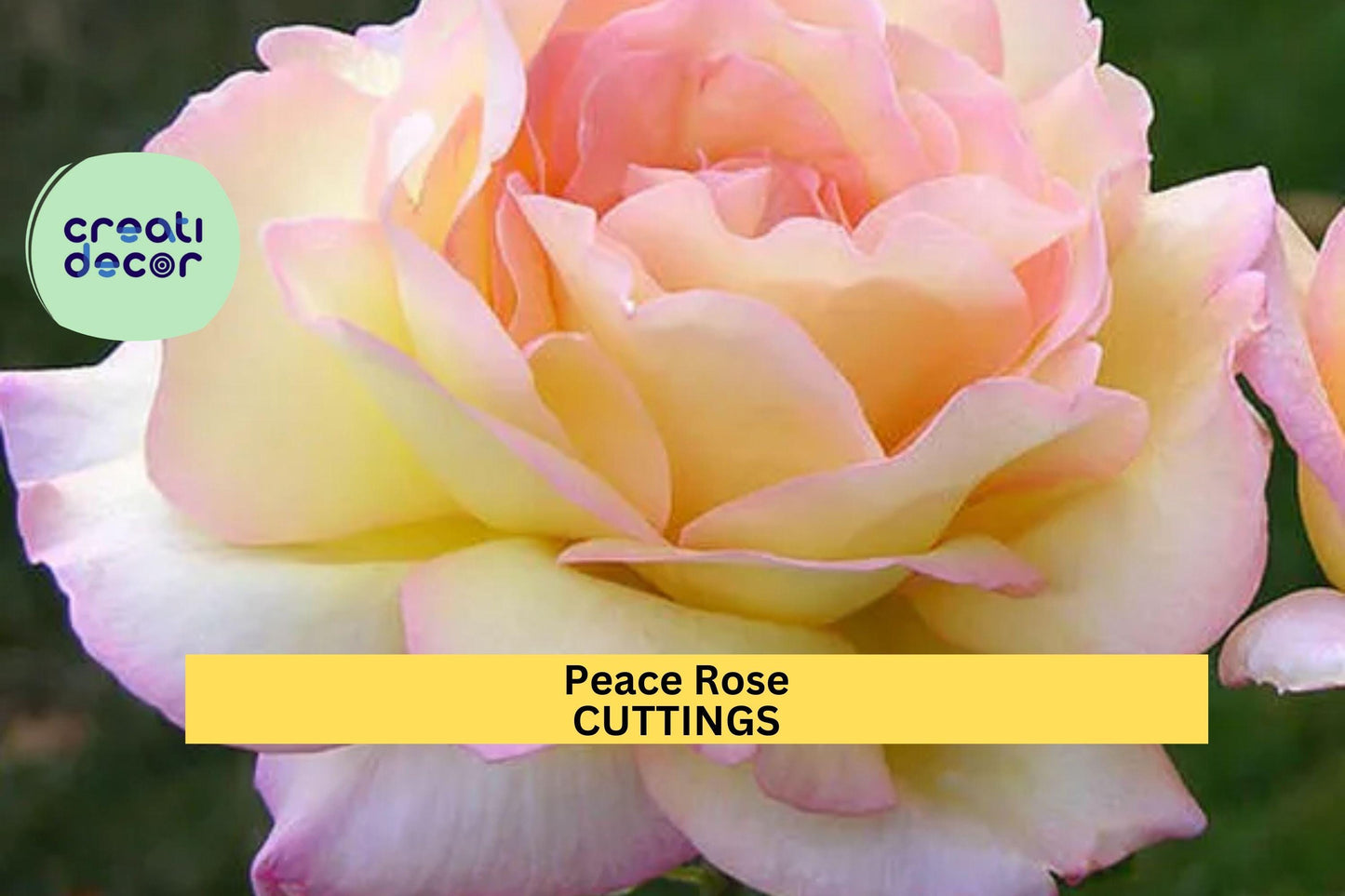 3 Peace Rose Cuttings | Classic Hybrid Tea Rose Starter | Fresh Unrooted Cuttings for Rooting | Fragrant Garden Favorite